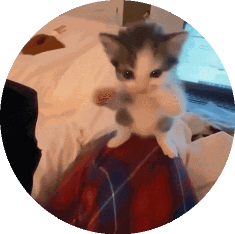 Kedi